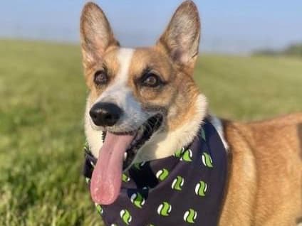 A corgi in a bandana standing in a grassy field